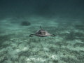 the Beautiful Southern Atlantic stingrays In the north Sound In Grand Cayman.