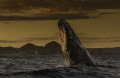 Sunset on the Sea of Cortez and this Humpback just kept breaching and breaching until we lost sight of her.