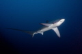 Thresher shark at Cagayan Islands on board Seadoors Liveaboard Philippines