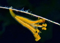 Manania Distincta/Kind of jellyfish.