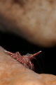 hinge-back shrimp