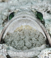 The scoop
Banded jawfish
Opistognathus macrognathus The scoop
Banded jawfish
Opistognathus macrognathus
