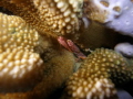Hairy Red Hermit Crab Dardanus lagopodes Hairy Red Hermit Crab Dardanus lagopodes