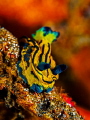 Slider
Nudibranch Tambja sp.
Bali Indonisia Slider
Nudibranch Tambja sp.
Bali Indonisia