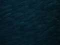Sardines Sardines