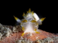 Trapania lineata Trapania lineata