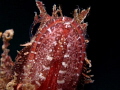Scorpaena maderensis Scorpaena maderensis