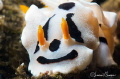Chromodoris dianae photographed with a Canon 60 mm macro lens Chromodoris dianae photographed with a Canon 60 mm macro lens