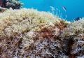 Camouflage/Hiding Scorpion Fish Camouflage/Hiding Scorpion Fish