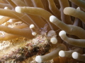 Sarasvati Anemone shrimp Ancylomenes sarasvatii Sarasvati Anemone shrimp Ancylomenes sarasvatii