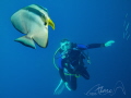 bad diver bad diver