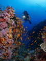 Reefscape and best Buddy Reefscape and best Buddy