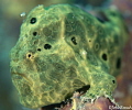 Longlure Frogfish Bonaire
Antennarius multiocellatus Longlure Frogfish Bonaire
Antennarius multiocellatus