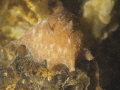Millennium wratslak geitodoris planata Millennium wratslak geitodoris planata