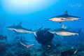 Sharks and the Reef Gardens of the Queen Cuba Sharks and the Reef Gardens of the Queen Cuba