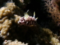 Phyllidiella pustulosa Phyllidiella pustulosa