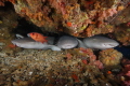 Nurseshark line up Nurseshark line up