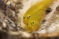 Lemon gobies Lubricogobius exiguus
Anilao Philippines Lemon gobies Lubricogobius exiguus
Anilao Philippines