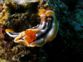 Magnificent Chromodoris Chromodoris magnifica Magnificent Chromodoris Chromodoris magnifica