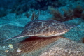 Squatina squatina Squatina squatina