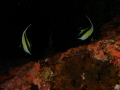Banner fishes on dark Banner fishes on dark