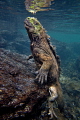 Return from deep Marine iguana Amblyrhynchus cristatus before the first breath after returning from depth Concha Perla Isla Isabela Galapagos . Return from deep Marine iguana Amblyrhynchus cristatus before the first breath after returning from depth Concha Perla Isla Isabela Galapagos .