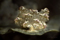 Nudibranch Cyerce bourbonica Nudibranch Cyerce bourbonica
