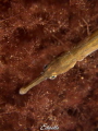 Kleine zeenaald syngnathus acus Kleine zeenaald syngnathus acus