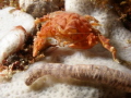 Rough Box Crab Calappa gallus by Spotted Sea Cucumber Rough Box Crab Calappa gallus by Spotted Sea Cucumber