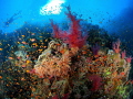 Red sea soft corals Red sea soft corals