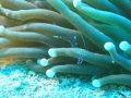 Sarasvati Anemone shrimp - Ancylomenes sarasvati