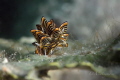 Nudibranch Cyerce nigra