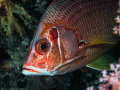 This longjaw squirlfish  was rather shy, but couldn't resist to come and peep around the corner.