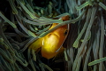 Anemones don't sting..... see! 
I can't ever get enough of trying to capture fun images of anemone fish as they playfully and shyly play peak-a-boo with me.