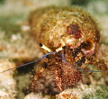crab crab