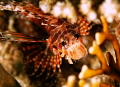 lion fish lion fish