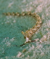 worm worm