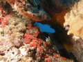 Peacock Mantis shrimp Odontodactylus scyllarus in his environment Peacock Mantis shrimp Odontodactylus scyllarus in his environment
