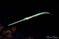 Cornetfish/Photographed with a 60 mm macro lens at Lembeh, Indonesia.