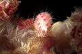 Sea snail Diminovula culmen Romblon Sea snail Diminovula culmen Romblon