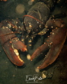 Common lobster kreeft homarus gammarus Common lobster kreeft homarus gammarus