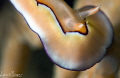 Goniobranchus coi/Photographed with a Canon 60 mm macro lens and Nauticam SMC 1. Goniobranchus coi/Photographed with a Canon 60 mm macro lens and Nauticam SMC 1.