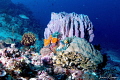 Barrel Coral at Sombrero Peak/Photographed with Tokina 10 17 mm fisheye at Anilao Philippines. Barrel Coral at Sombrero Peak/Photographed with Tokina 10 17 mm fisheye at Anilao Philippines.