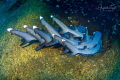 Shark Tails Roca Partida M xico Shark Tails Roca Partida M xico