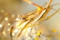 Macro shot of a shrimp where the eye is in focus. Macro shot of a shrimp where the eye is in focus.