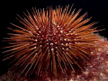 Paracentrotus lividus
Sea urchin Paracentrotus lividus
Sea urchin