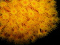 Orange cup coral Tubastraea Coccinea Orange cup coral Tubastraea Coccinea