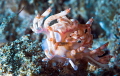 Samla bilas/Photographed with a Canon 60 mm macro lens and Nauticam SMC 1 at Anilao Philippines. Samla bilas/Photographed with a Canon 60 mm macro lens and Nauticam SMC 1 at Anilao Philippines.