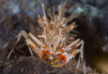 tigershrimp tigershrimp