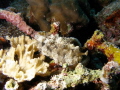 Dendrodoris tuberculosa Dendrodoris tuberculosa